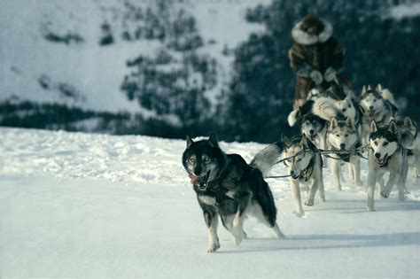 togo dog sled movie