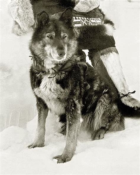 togo the sled dog 1925