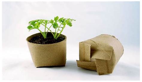 Toilet paper roll planters DIY projects Pinterest