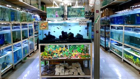 Koleksi Populer Toko Aquarium Cupang Terdekat Aneka Ikan