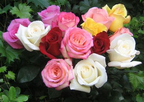 Toko Bunga Menjual Tanaman Mawar Berwarna Merah Putih dan Kuning