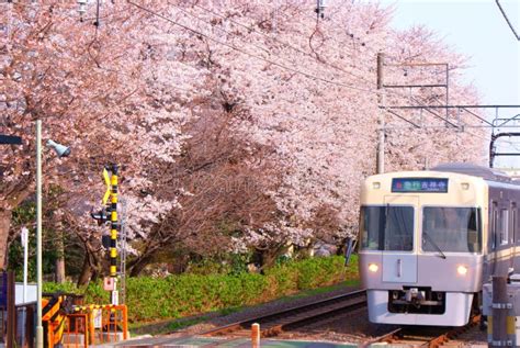 tokyo cherry blossoms running
