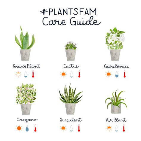 tol botanist offering indoor plant care guide