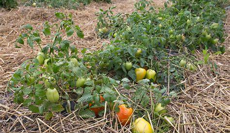 Tomate sans tuteur Jardin suspendu intérieur