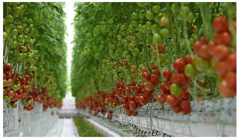 Culture de tomates sous serre principe, avantages Ooreka