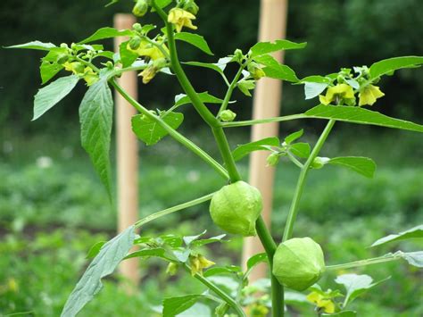Tomatillo Plant Support