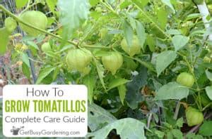 Tomatillos Canberra