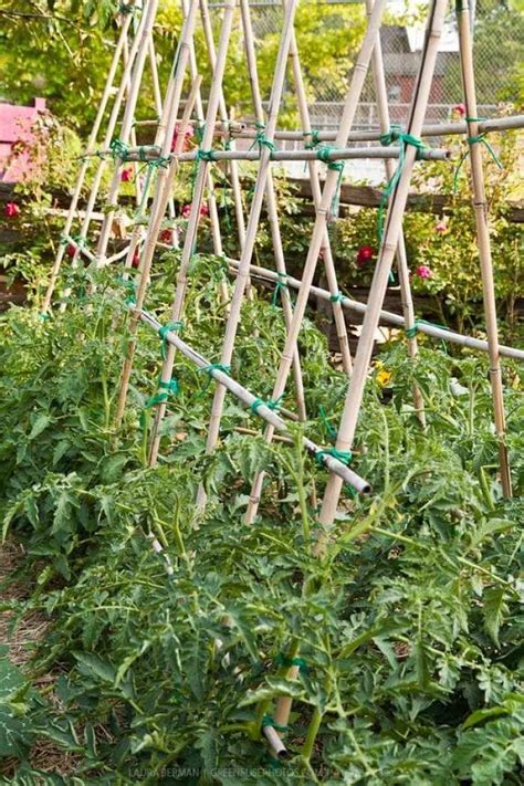 5+ Terrific Tomato Trellis Ideas for Easy Harvesting