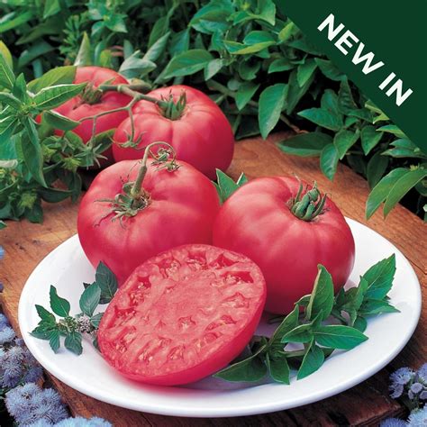 Tomato Brandy Boy Uk