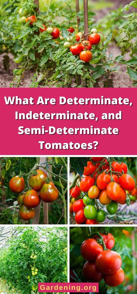 Tomato Definition Scientific