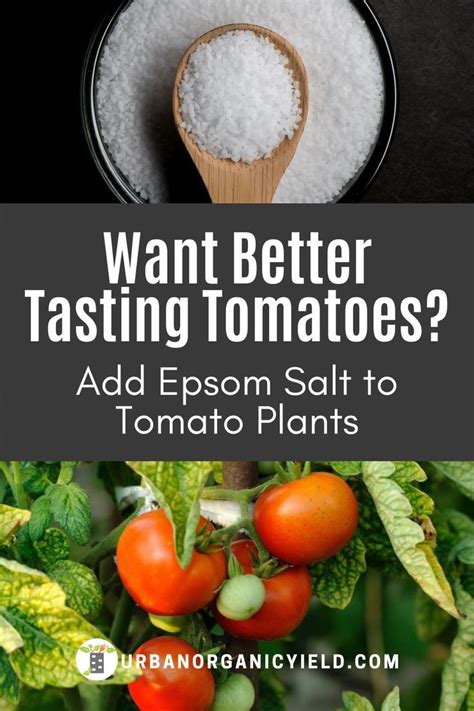 Tomato Epsom Salt Fertilizer