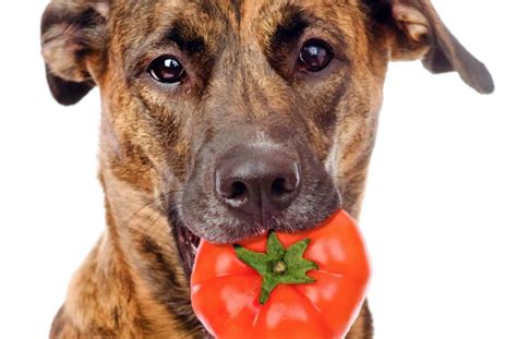 Tomato For Dog Ok