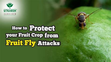 Tomato Fruit Fly Control