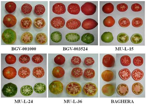 Tomato Fruit Quality Parameters