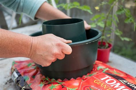 Tomato Growing Rings
