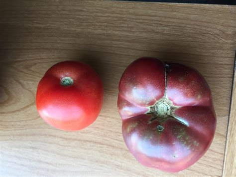 tomato grown from 150 year old seed
