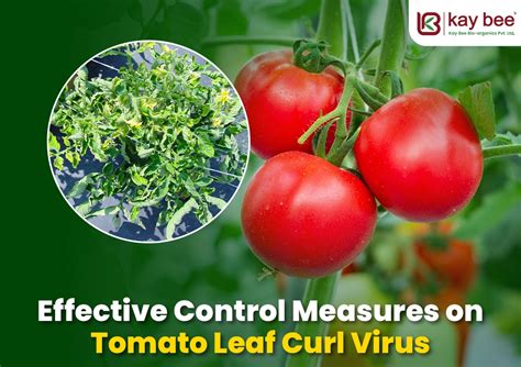 Tomato Leaf Curl Virus Is Transmitted By Mcq