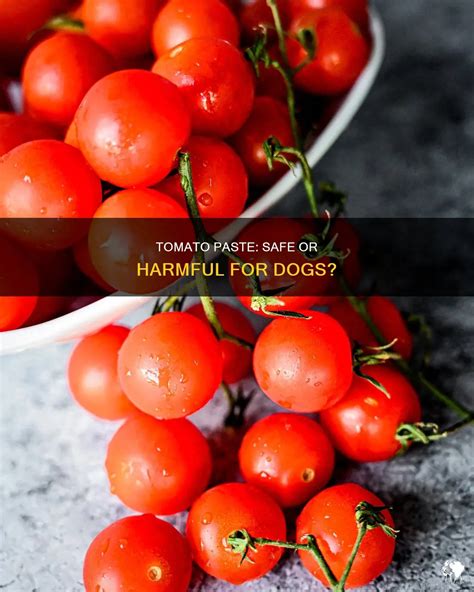 Tomato Paste Safe For Dogs