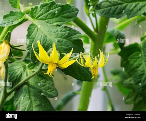 Tomato Plants Flower