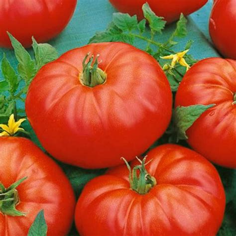 tomato seeds for sale online