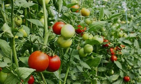 Tomatoes Cold Hardiness