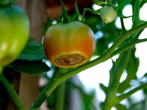 Tomatoes End Rot