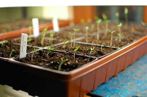 tomatoes from seed to planting