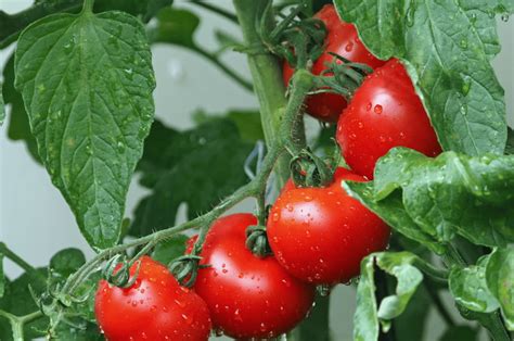 Tomatoes Growing Perth