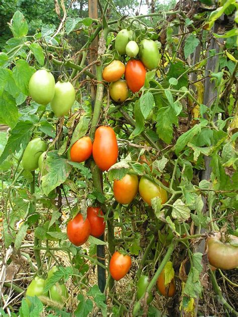 Tomatoes High In Phosphorus