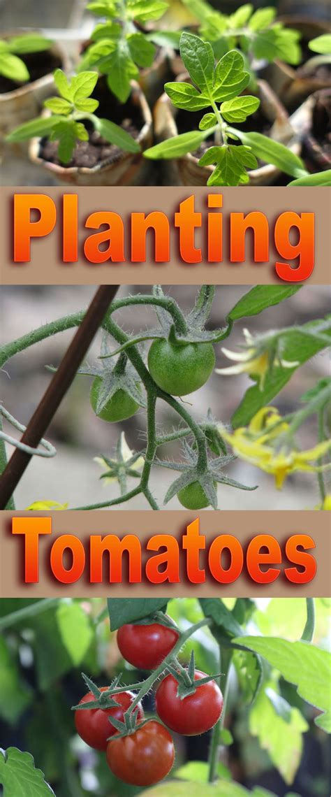 Tomatoes Planting Guide