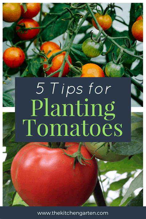 Tomatoes Planting Tips