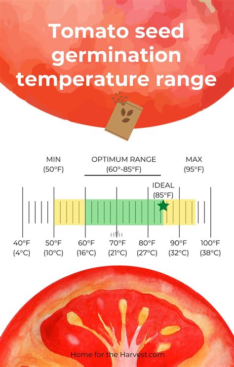 Tomatoes To Grow Temperature
