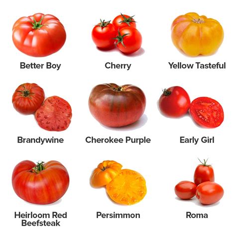 Tomatoes Types In Uganda