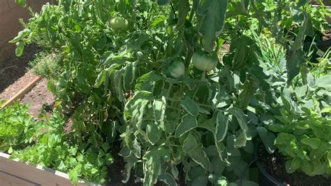 Tomatoes Zone 8B