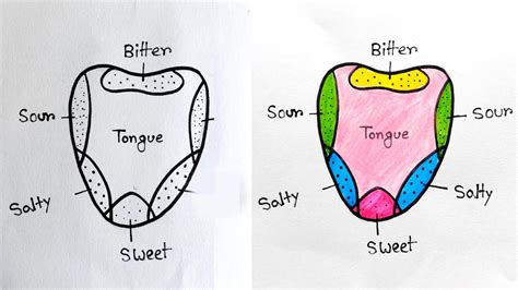 tongue diagram class 7