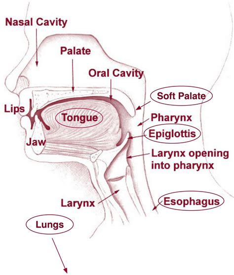 tongue in mouth diagram