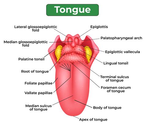 Tongue Main Function