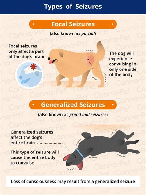 tonic seizures in dogs