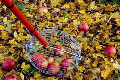 The 5 Best Fallen Apple Tools to Clean Up Your Yard Backyard Boss