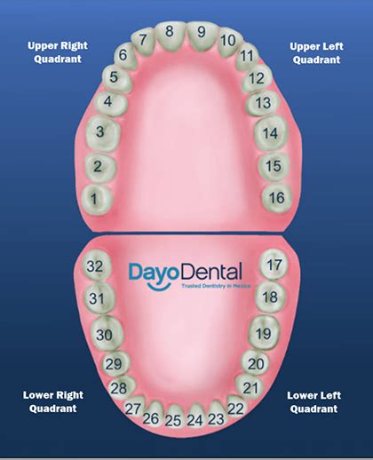 tooth 14 and 19