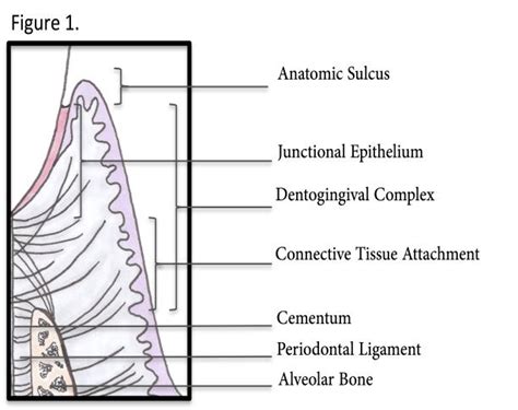 Tooth Attachment Apparatus