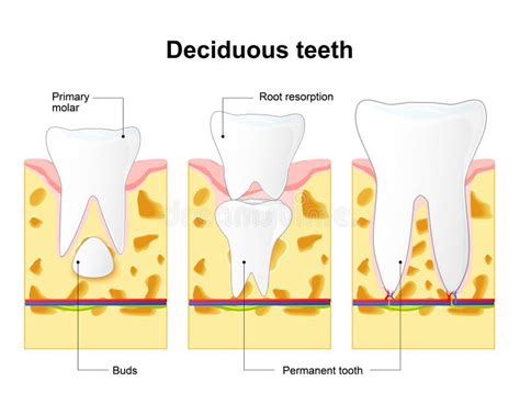 Tooth Exfoliation Process