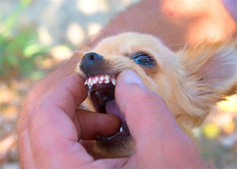 tooth extraction for dogs near me