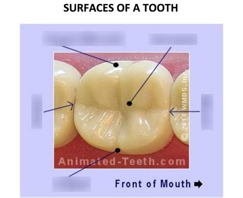 Tooth Surfaces Quizlet