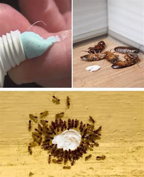 Toothpaste And Ants