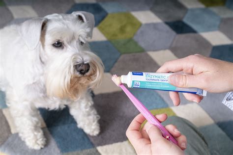 Toothpaste For Dogs Uk