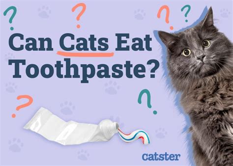 Toothpaste In Cats Eye