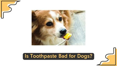 Toothpaste Ingredients Bad For Dogs