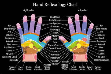 Hand Reflexology Chart White Wood Print by Peter Hermes Furian