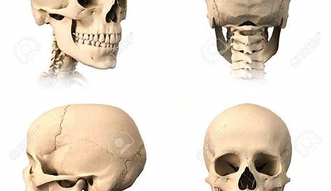 Skull and Facial Bones-Skeletal System Anatomy and Physiology for